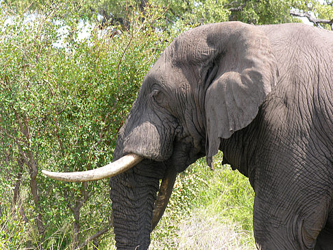 Elefant