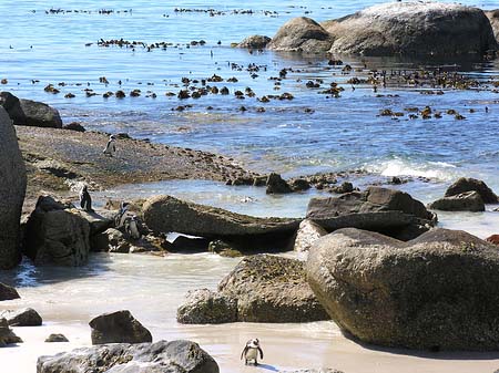 Fotos Pinguine am Strand | 