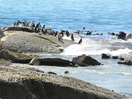 Pinguine am Strand Fotos